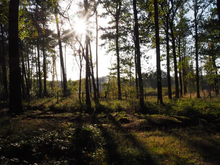 Vagevuurbos en Lippensgoed-Bulskampveld (België)